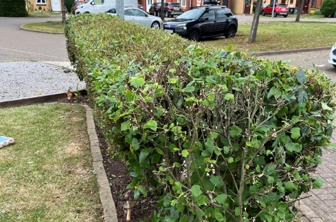 Hedge Trimming